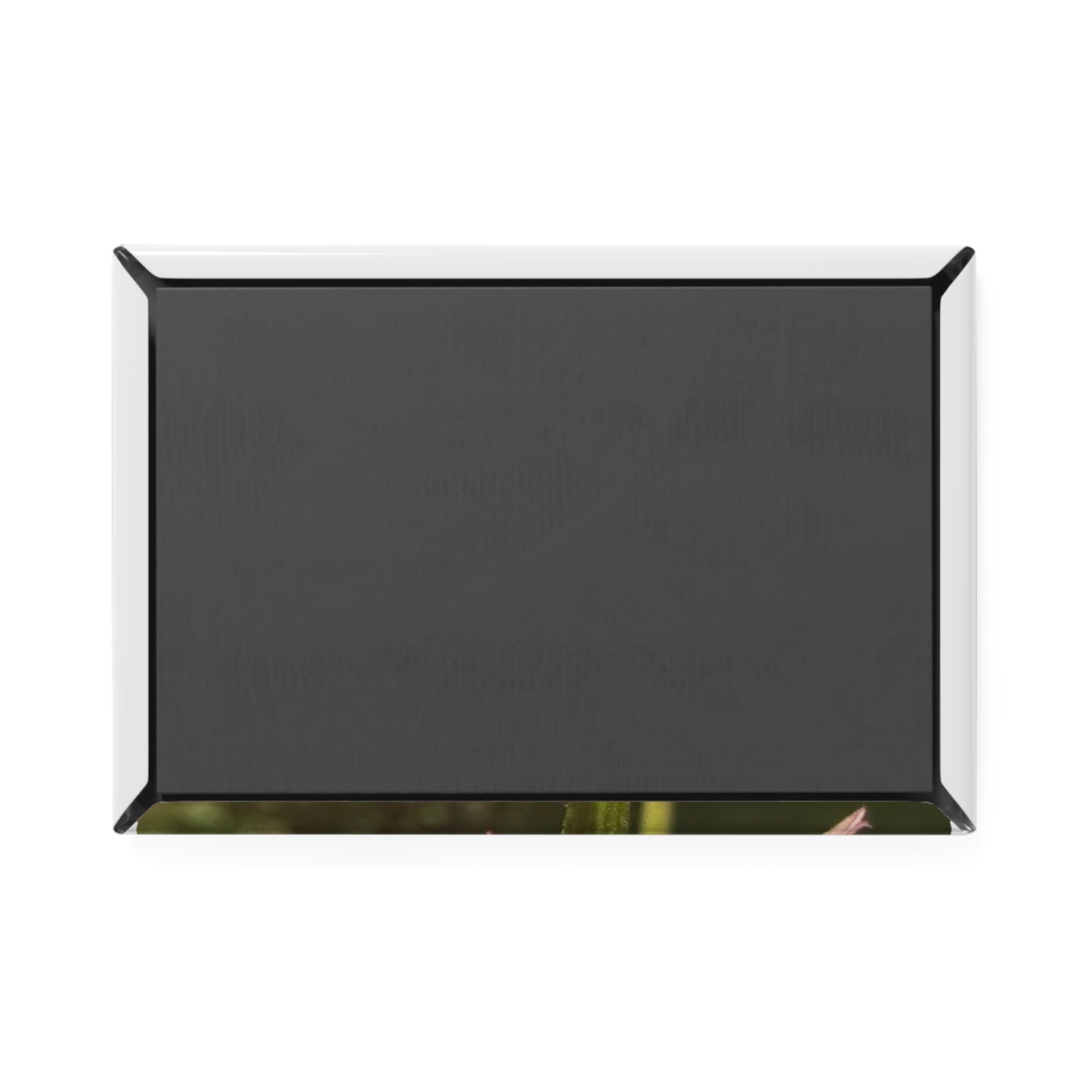 Floral Button Magnet Set | Vibrant Nature-Inspired Decor for Home, Gifts, Mother's Day, Botanical Lovers, Fridge, Office