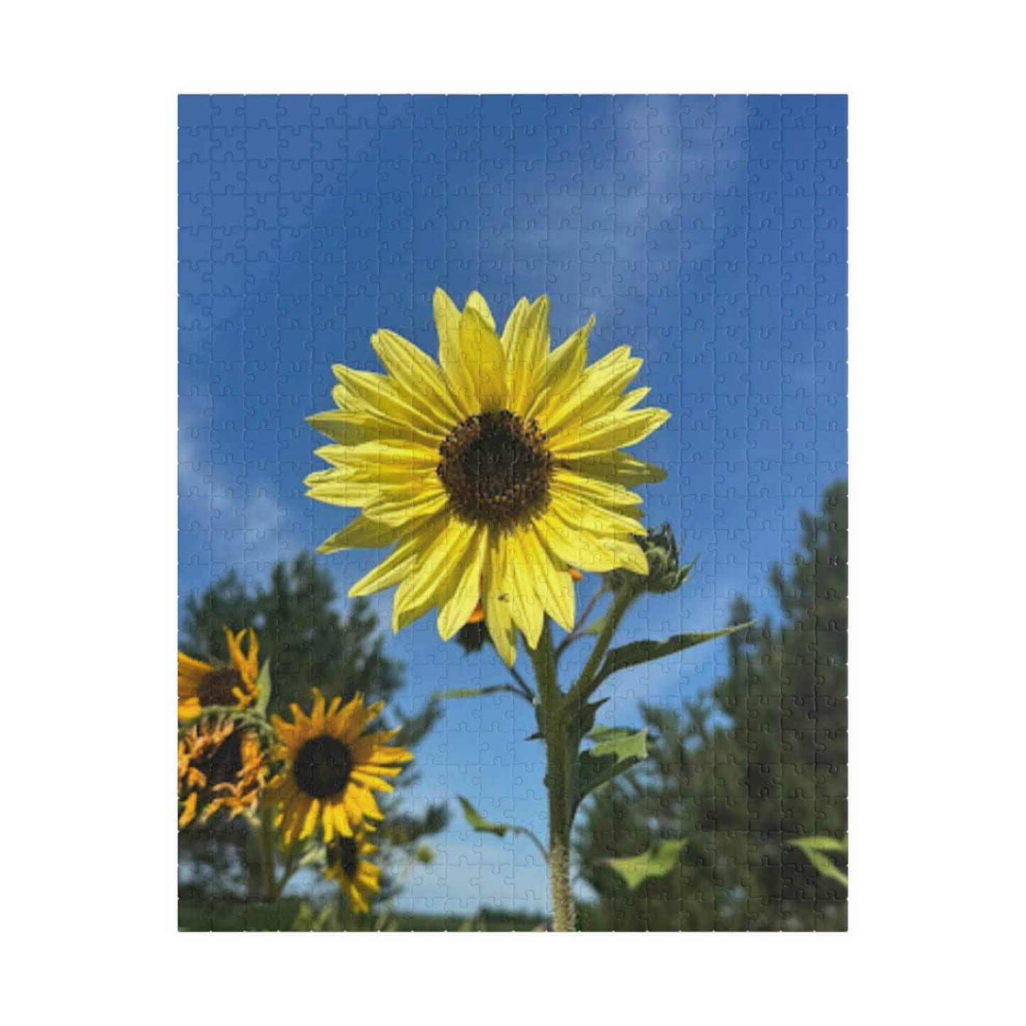 Sunflower Puzzle - 110 to 1014 Pieces - Perfect Gift for Nature Lovers