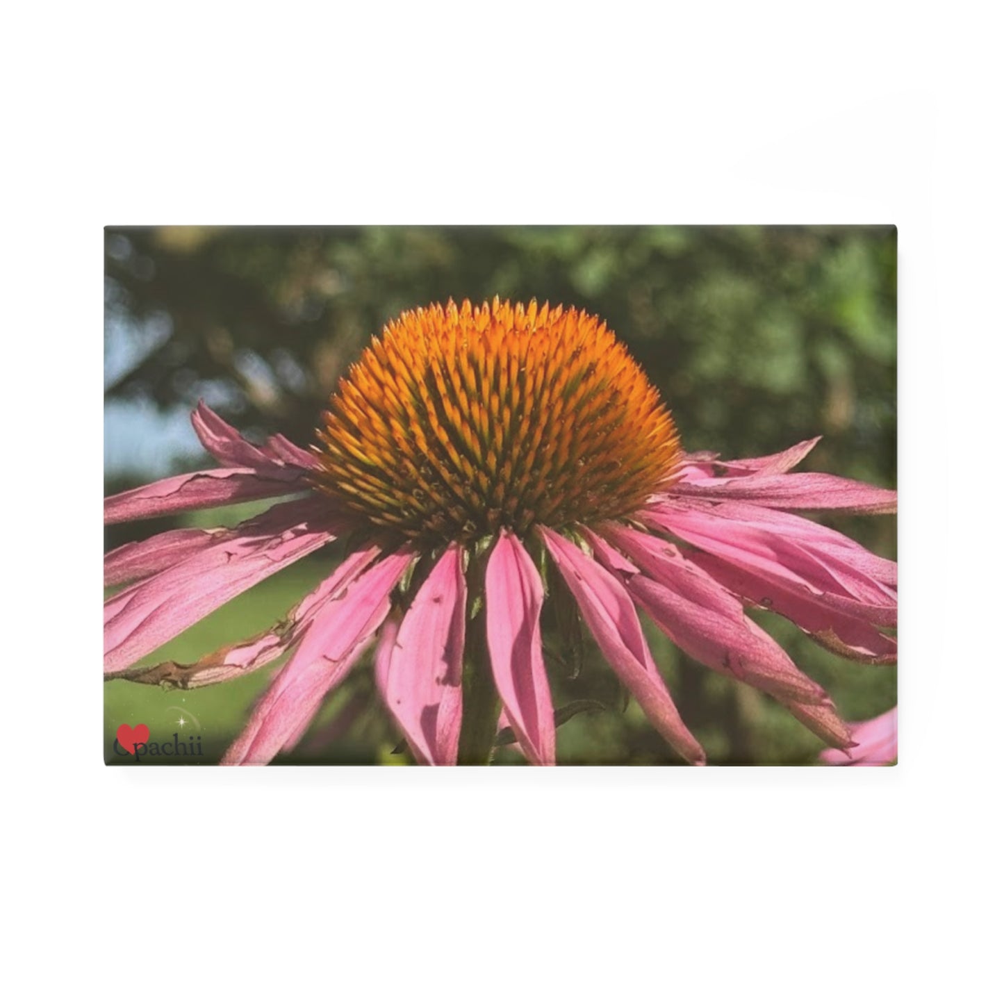 Floral Button Magnet Set | Vibrant Nature-Inspired Decor for Home, Gifts, Mother's Day, Botanical Lovers, Fridge, Office