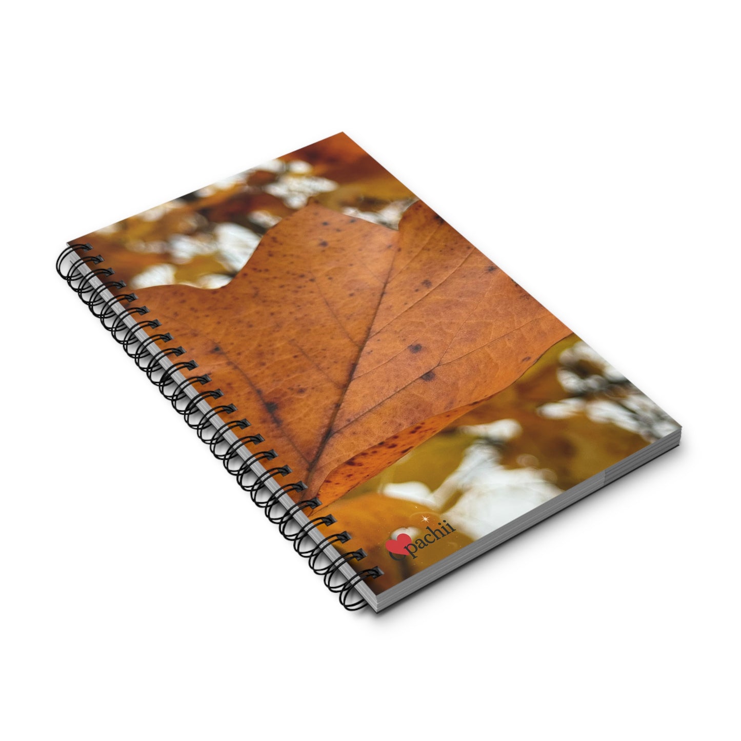 🍂 Stillness in the Season