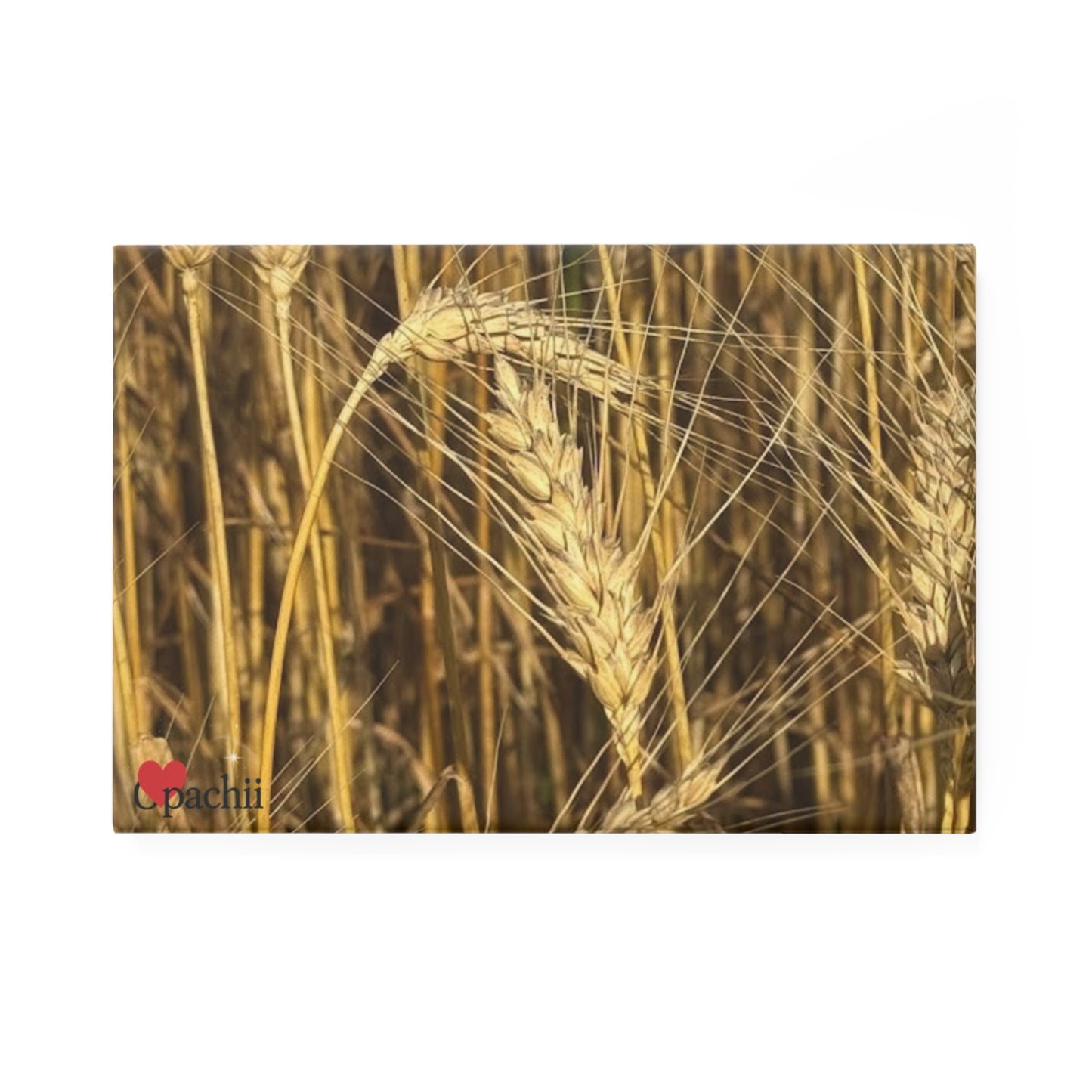 Wheat Button Magnets, Decorative Magnets for Home, Kitchen Decor, Unique Gift Idea, Refrigerator Magnets, Set of 1 or 10