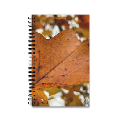 🍂 Stillness in the Season