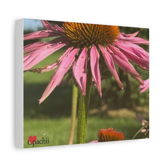 Floral Wall Art Canvas, Flower Decor, Home Decoration, Nature Photography, Gift for Flower Lovers, Colorful Canvas Print