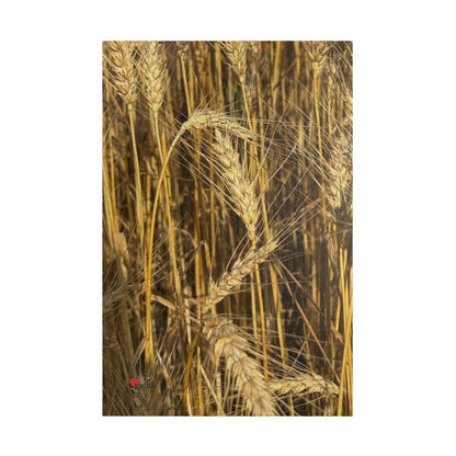 Wheat Field Puzzle - Nature Scene for Relaxation and Family Fun